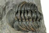 Curled Reedops Trilobite Fossil - Atchana, Morocco #312353-1